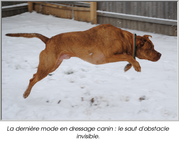 La dernière mode en dressage canin : le saut d'obstacle invisible.