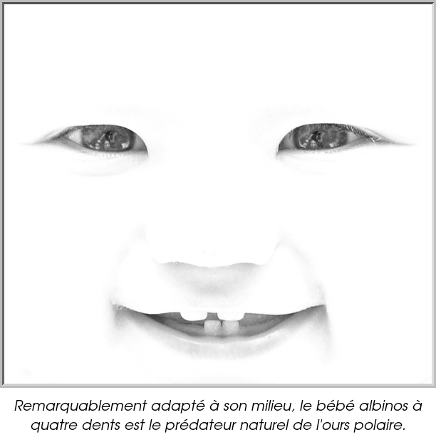 Remarquablement adapté à son milieu, le bébé albinos à quatre dents est le prédateur naturel de l'ours polaire.