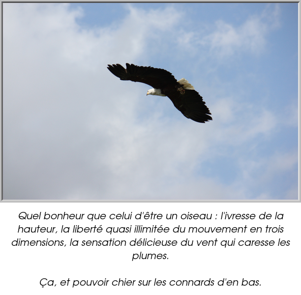 Quel bonheur que celui d'être un oiseau : l'ivresse de la hauteur, la liberté quasi illimitée du mouvement en trois dimensions, la sensation délicieuse du vent qui caresse les plumes.

Ça, et pouvoir chier sur les connards d'en bas.