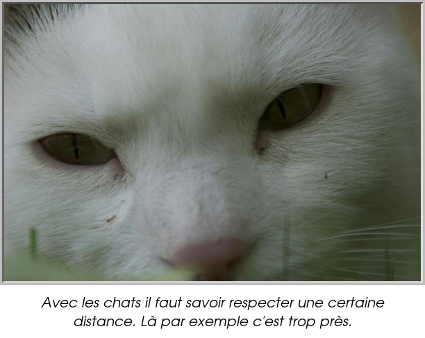 Avec les chats il faut savoir respecter une certaine distance. Là par exemple c'est trop près.