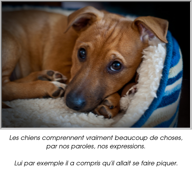 Les chiens comprennent vraiment beaucoup de choses, par nos paroles, nos expressions.

Lui par exemple il a compris qu'il allait se faire piquer.