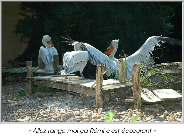 « Allez range moi ça Rémi c'est écœurant »