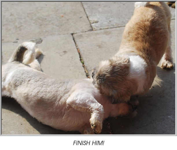 FINISH HIM!