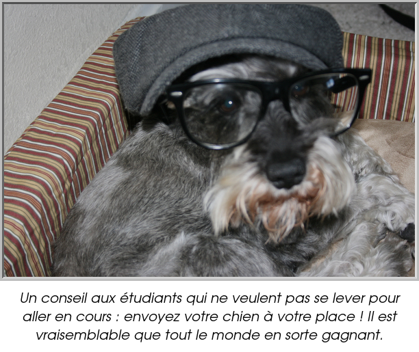 Un conseil aux étudiants qui ne veulent pas se lever pour aller en cours : envoyez votre chien à votre place ! Il est vraisemblable que tout le monde en sorte gagnant.