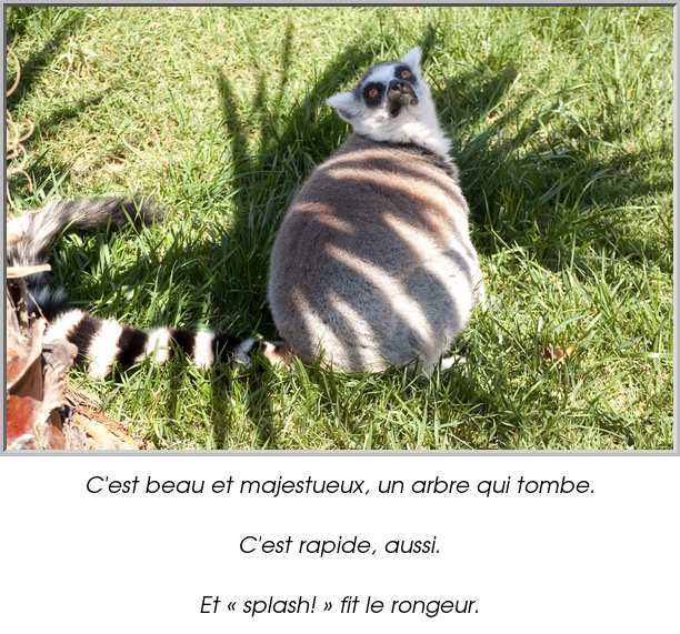 C'est beau et majestueux, un arbre qui tombe.

C'est rapide, aussi.

Et « splash! » fit le rongeur.