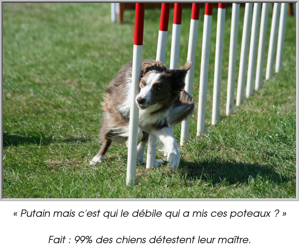 « Putain mais c'est qui le débile qui a mis ces poteaux ? »

Fait : 99% des chiens détestent leur maître.