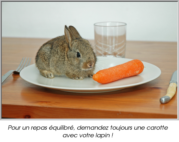 Pour un repas équilibré, demandez toujours une carotte avec votre lapin !
