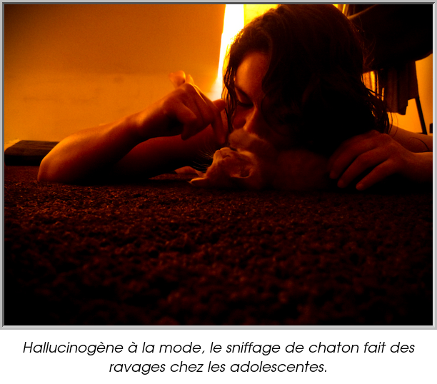 Hallucinogène à la mode, le sniffage de chaton fait des ravages chez les adolescentes.