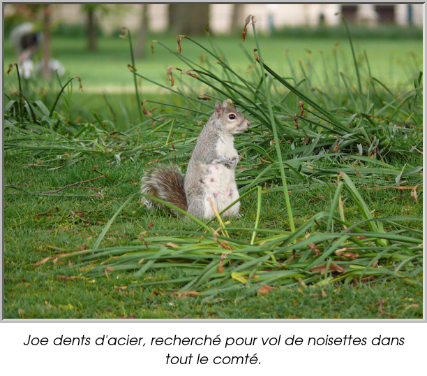Joe dents d'acier, recherché pour vol de noisettes dans tout le comté.