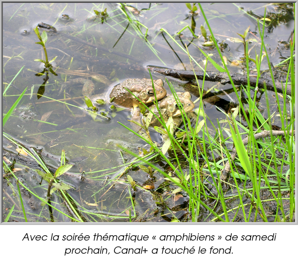Avec la soirée thématique « amphibiens » de samedi prochain, Canal+ a touché le fond.