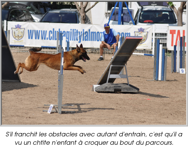 S'il franchit les obstacles avec autant d'entrain, c'est qu'il a vu un chtite n'enfant à croquer au bout du parcours.