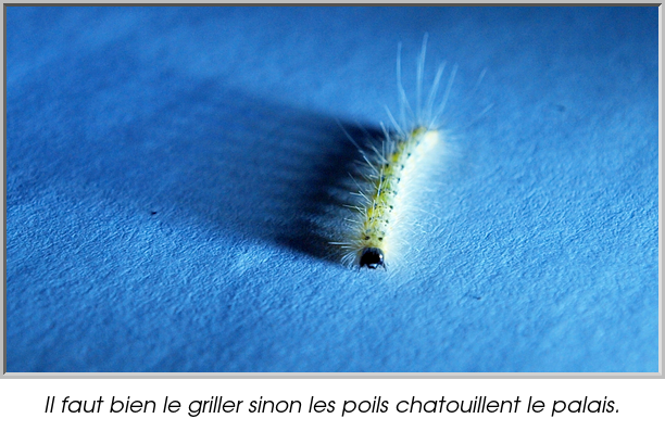 Il faut bien le griller sinon les poils chatouillent le palais.