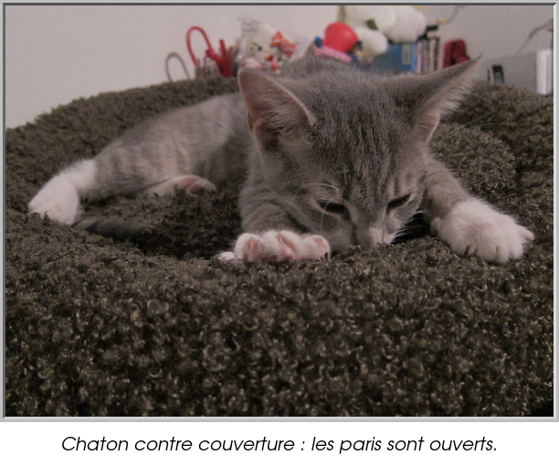 Chaton contre couverture : les paris sont ouverts.