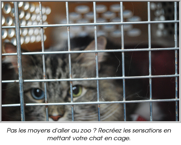 Pas les moyens d'aller au zoo ? Recréez les sensations en mettant votre chat en cage.