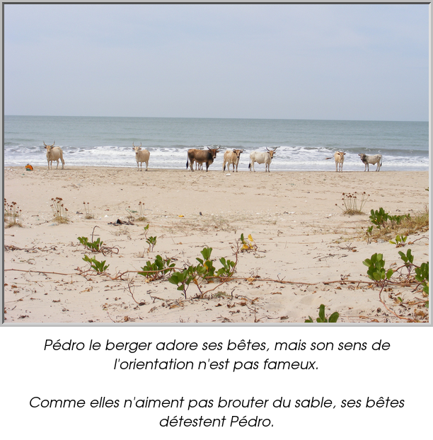 Pédro le berger adore ses bêtes, mais son sens de l'orientation n'est pas fameux.

Comme elles n'aiment pas brouter du sable, ses bêtes détestent Pédro.