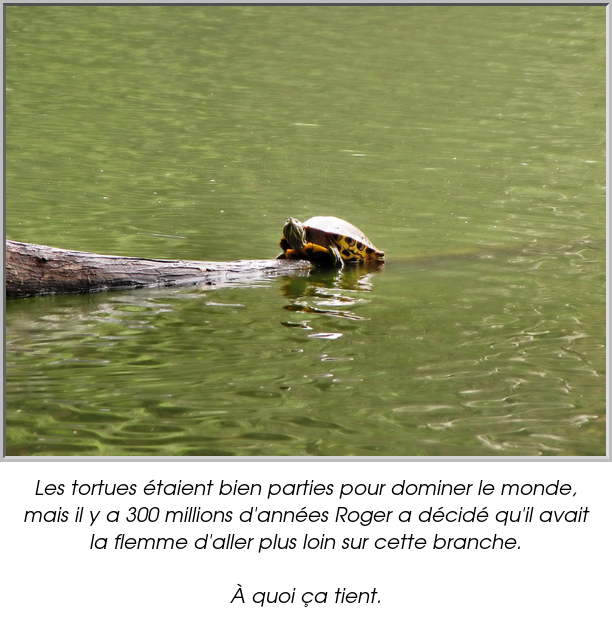 Les tortues étaient bien parties pour dominer le monde, mais il y a 300 millions d'années Roger a décidé qu'il avait la flemme d'aller plus loin sur cette branche.

À quoi ça tient.