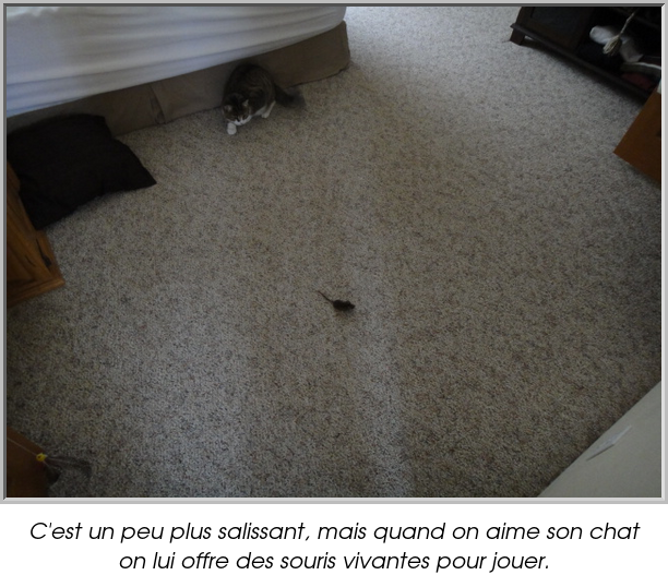 C'est un peu plus salissant, mais quand on aime son chat on lui offre des souris vivantes pour jouer.