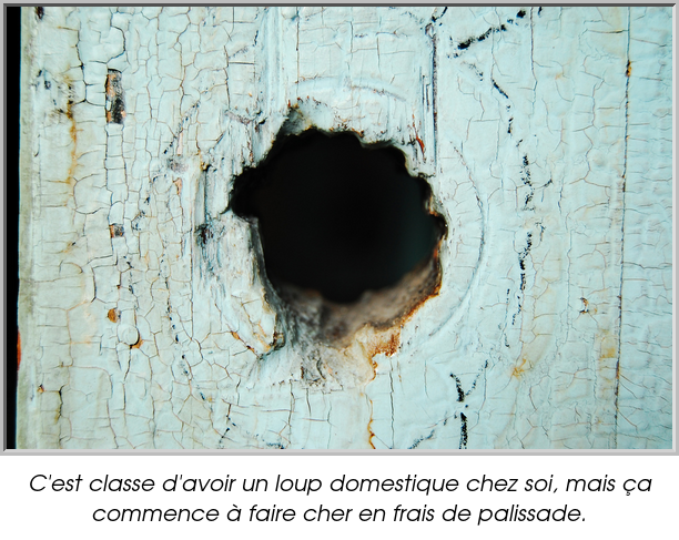 C'est classe d'avoir un loup domestique chez soi, mais ça commence à faire cher en frais de palissade.