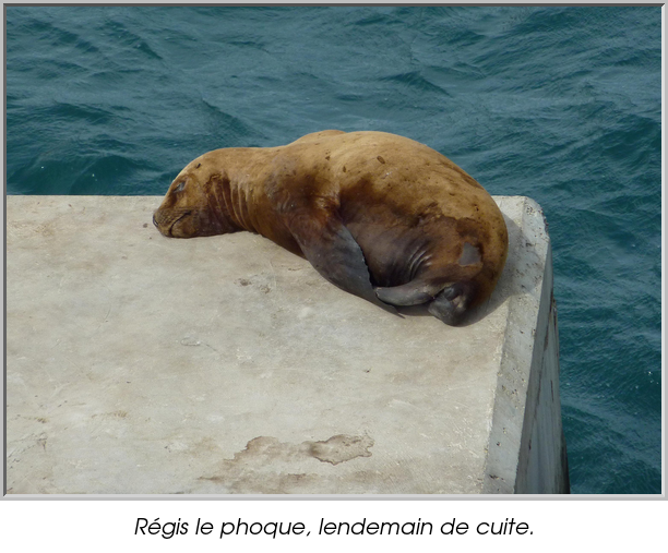 Régis le phoque, lendemain de cuite.