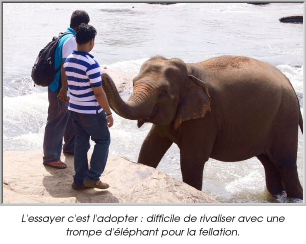 L'essayer c'est l'adopter : difficile de rivaliser avec une trompe d'éléphant pour la fellation.
