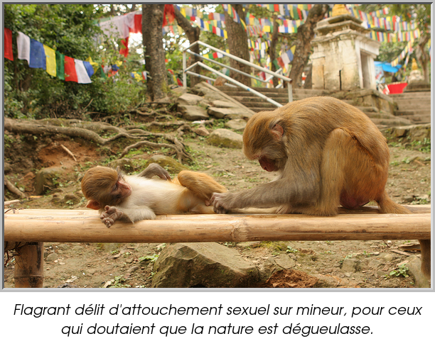 Flagrant délit d'attouchement sexuel sur mineur, pour ceux qui doutaient que la nature est dégueulasse.