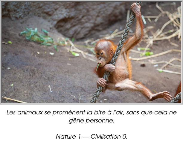 Les animaux se promènent la bite à l'air, sans que cela ne gêne personne.

Nature 1 — Civilisation 0.