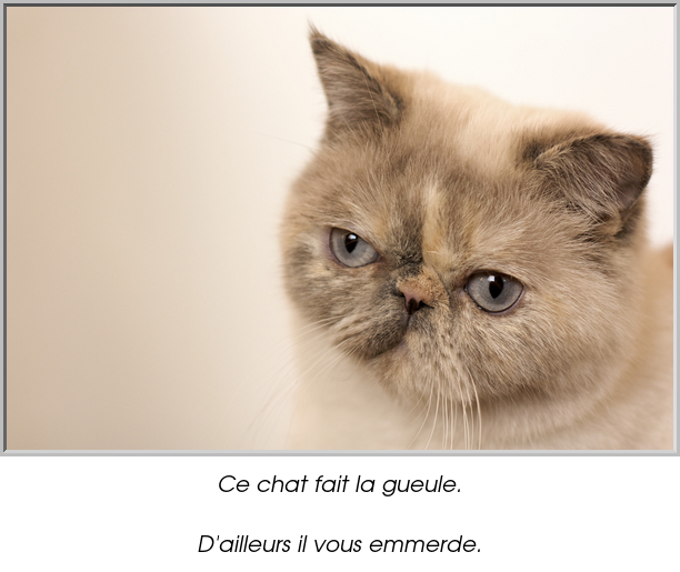 Ce chat fait la gueule.

D'ailleurs il vous emmerde.