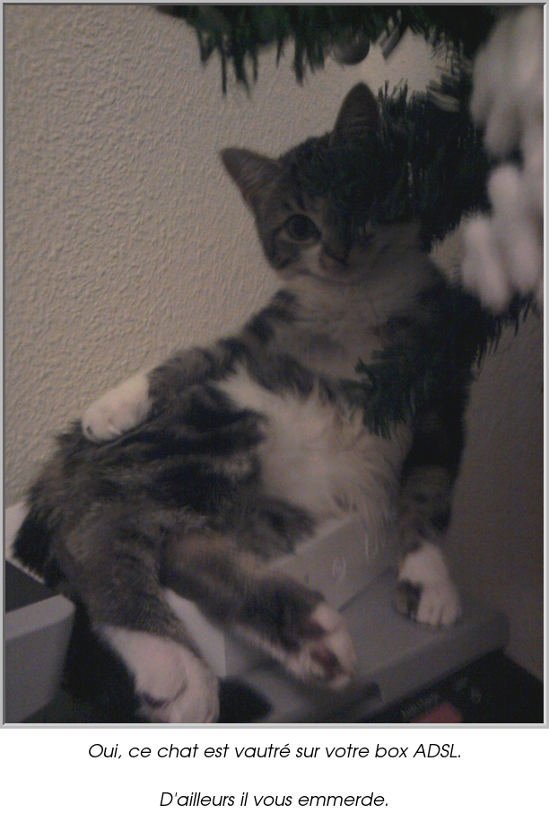 Oui, ce chat est vautré sur votre box ADSL.

D'ailleurs il vous emmerde.
