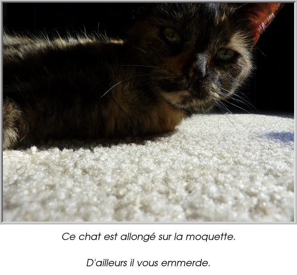 Ce chat est allongé sur la moquette.

D'ailleurs il vous emmerde.
