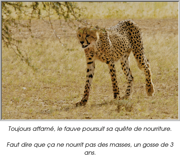 Toujours affamé, le fauve poursuit sa quête de nourriture.

Faut dire que ça ne nourrit pas des masses, un gosse de 3 ans.