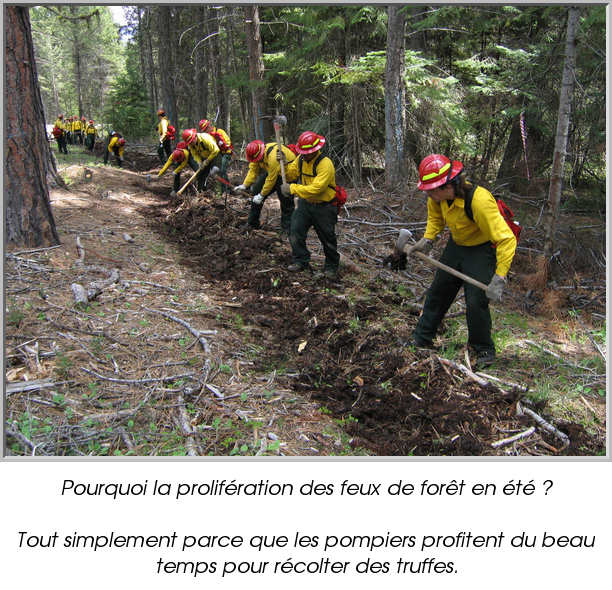 Pourquoi la prolifération des feux de forêt en été ?

Tout simplement parce que les pompiers profitent du beau temps pour récolter des truffes.
