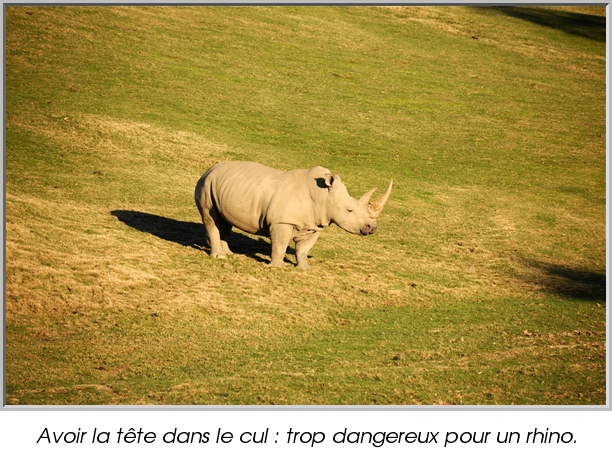 Avoir la tête dans le cul : trop dangereux pour un rhino.