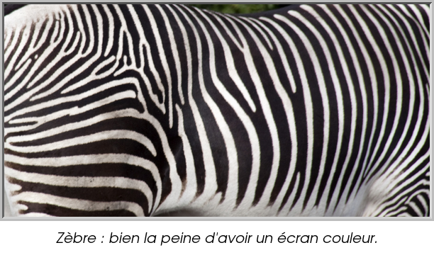 Zèbre : bien la peine d'avoir un écran couleur.