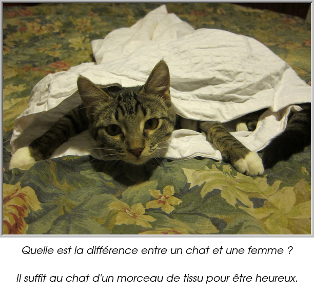 Quelle est la différence entre un chat et une femme ?

Il suffit au chat d'un morceau de tissu pour être heureux.