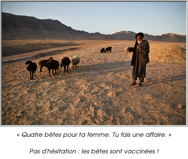 « Quatre bêtes pour ta femme. Tu fais une affaire. »

Pas d'hésitation : les bêtes sont vaccinées !
