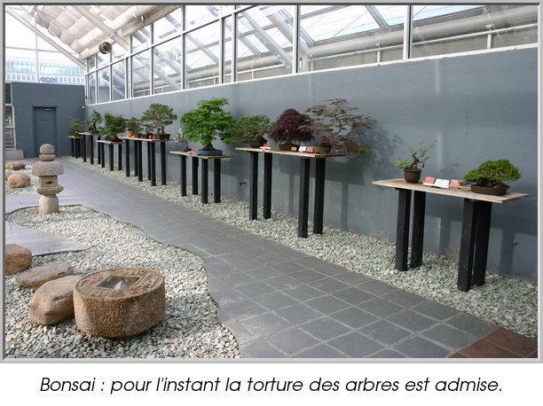 Bonsai : pour l'instant la torture des arbres est admise.