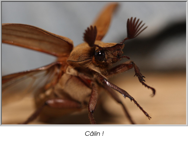 Câlin !