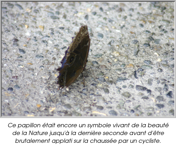 Ce papillon était encore un symbole vivant de la beauté de la Nature jusqu'à la dernière seconde avant d'être brutalement applati sur la chaussée par un cycliste.