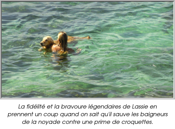 La fidélité et la bravoure légendaires de Lassie en prennent un coup quand on sait qu'il sauve les baigneurs de la noyade contre une prime de croquettes.