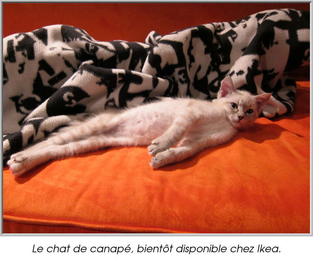 Le chat de canapé, bientôt disponible chez Ikea.