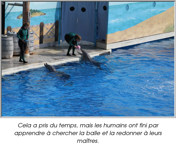 Cela a pris du temps, mais les humains ont fini par apprendre à chercher la balle et la redonner à leurs maîtres.