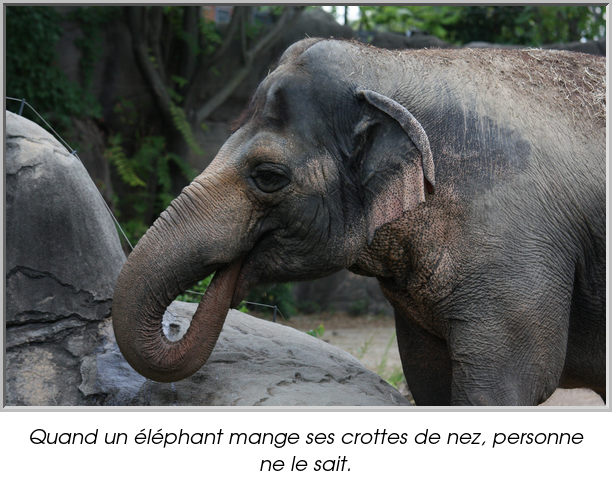 Quand un éléphant mange ses crottes de nez, personne ne le sait.