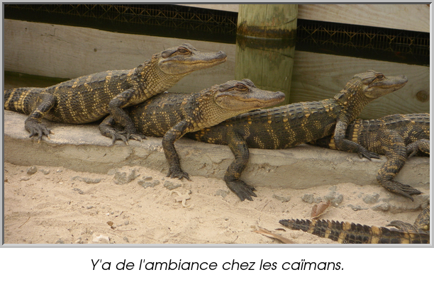 Y'a de l'ambiance chez les caïmans.
