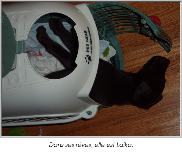 Dans ses rêves, elle est Laika.