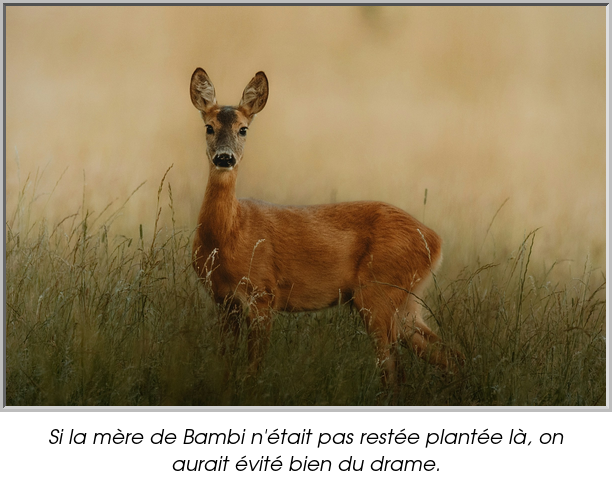 Si la mère de Bambi n'était pas restée plantée là, on aurait évité bien du drame.