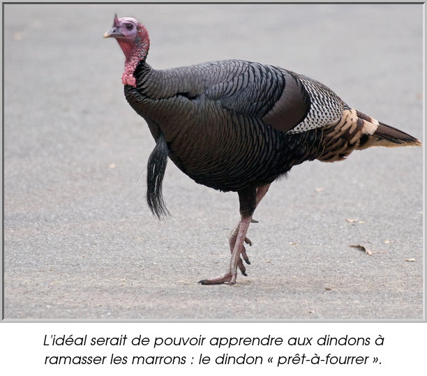L'idéal serait de pouvoir apprendre aux dindons à ramasser les marrons : le dindon « prêt-à-fourrer ».